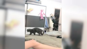 CHCH-045 息子を溺爱する爆乳ママ ～受験前の息子を元気づけるため一晩で大盘振る舞い10射精～